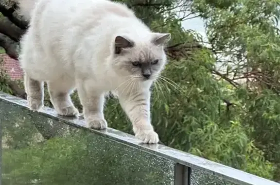 Missing cat Mosman, photo: Lost Cat: White with Grey Face, Mosman