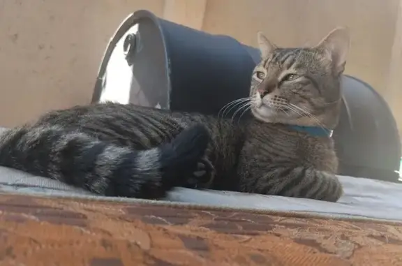 Lost Cat: Grey with Black Stri...