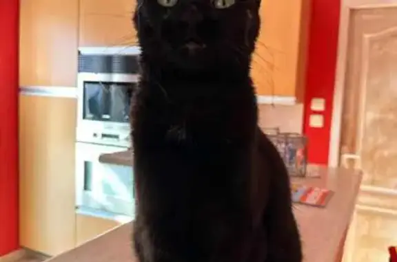 Chatte noire Taïga perdue à Saint-Laurent - photo