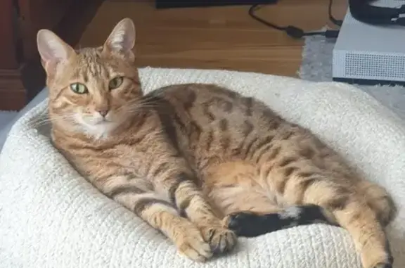 Lost pets Adelaide, photo: Lost Bengal Cat: Calypso in Adelaide