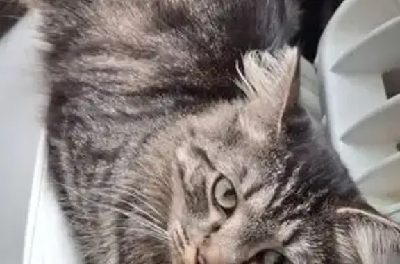 Animaux perdus Pontarlier, photo: Chat tigré perdu à Pontarlier