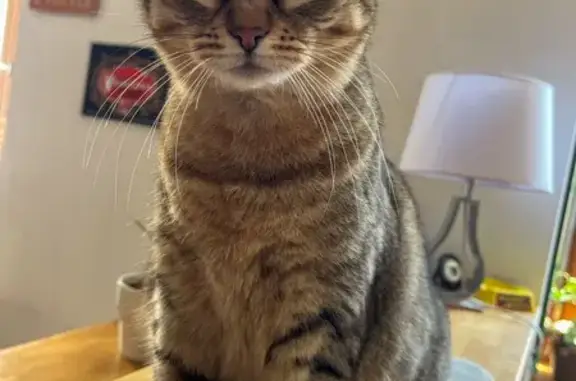 Chatte Isis perdue à Montredon-des-Corbières - photo