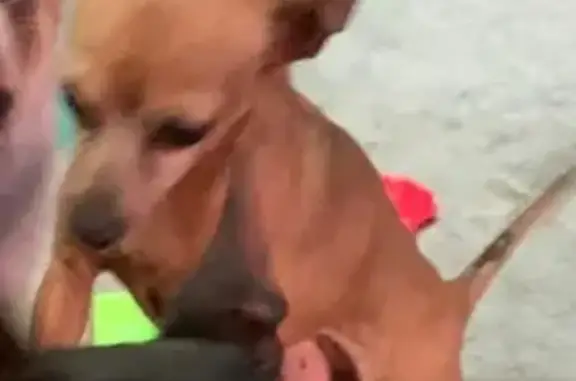 Perro Miel 13 Años Perdido en CDMX