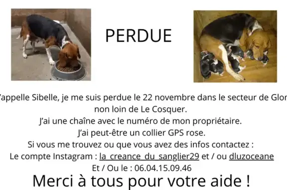 Animaux perdus Glomel, photo: Chienne tricolore perdue à Glomel