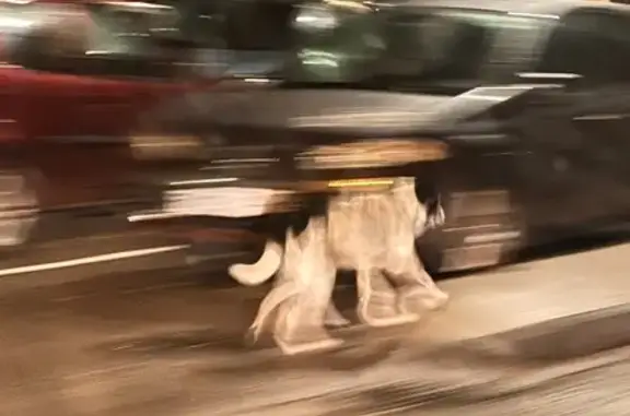 Chien trouvé Maclas, photo: Chien peureux trouvé à Maclas