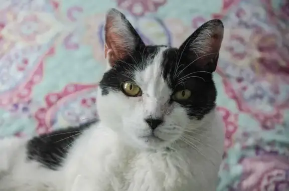 ¡Gata Blanca y Negra Perdida en Madrid!