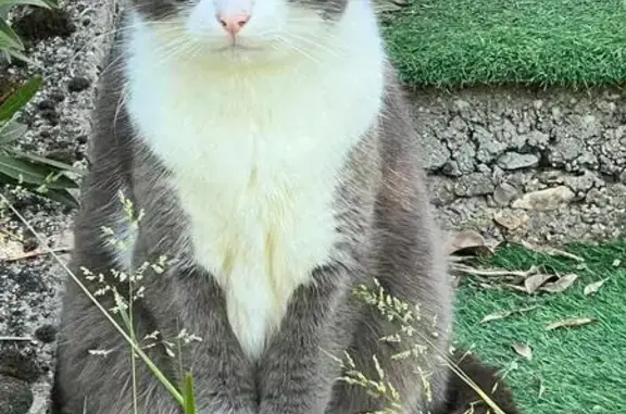 Chat gris et blanc perdu à St-Michel - photo