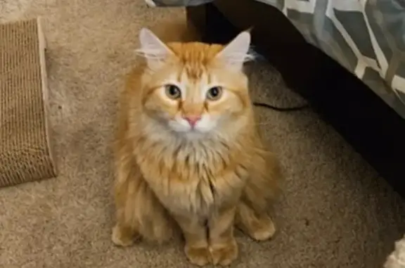 Lost Orange Cat: Fluffy Tail, Chatty!