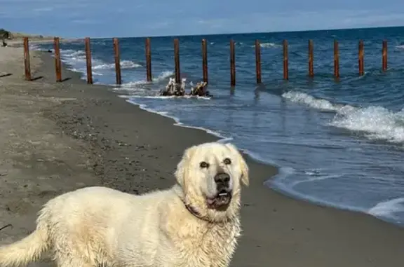 Chien blanc Narcos perdu à Venzolasca - photo