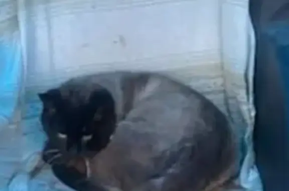 Animaux trouvés Saverne, photo: Chat siamois sauvage rue Maréchal Joffre