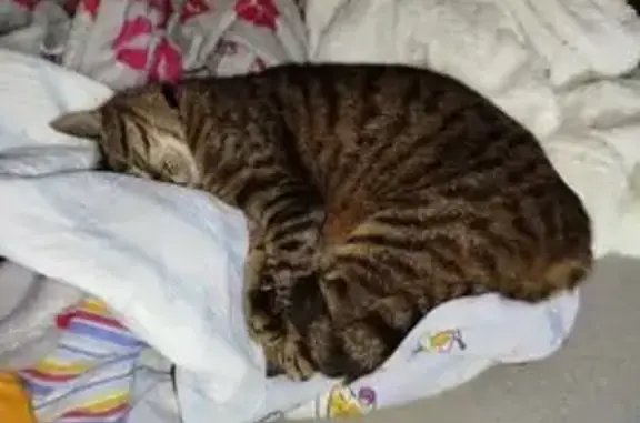 Chat tigré perdu, mâle pucé, Vertou - photo