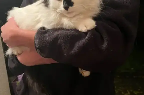 Animaux trouvés Le Cloître-Pleyben, photo: Chat trouvé, très gentil à Le Cloître-Pleyben