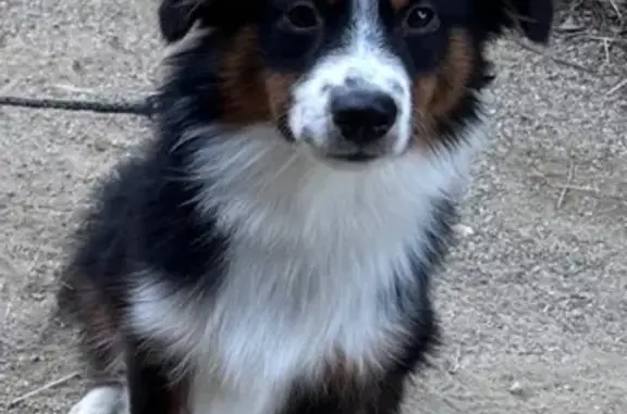Chien perdu : Berger américain noir à Montpellier - photo