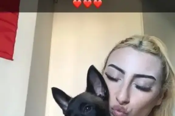 Chien perdu noir, répond au nom Zeuss - photo