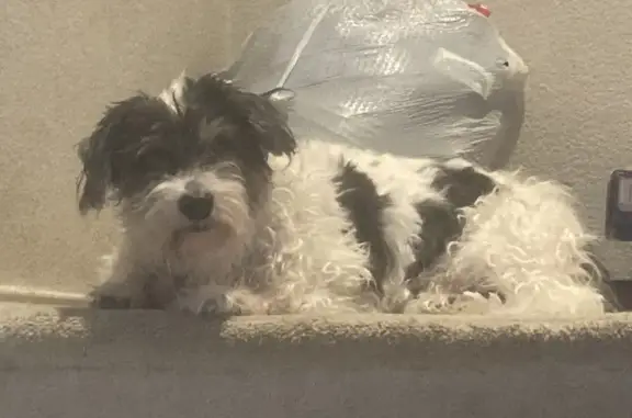 Lost: Elderly Black & White Dog in McKinney