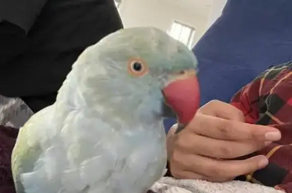 Lost pets , photo: Lost Tame Blue Ringneck: 'Nibbles'