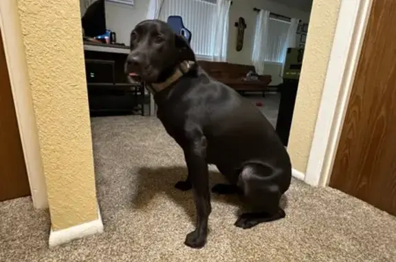 Lost Dog: Black Coat, Camo Collar