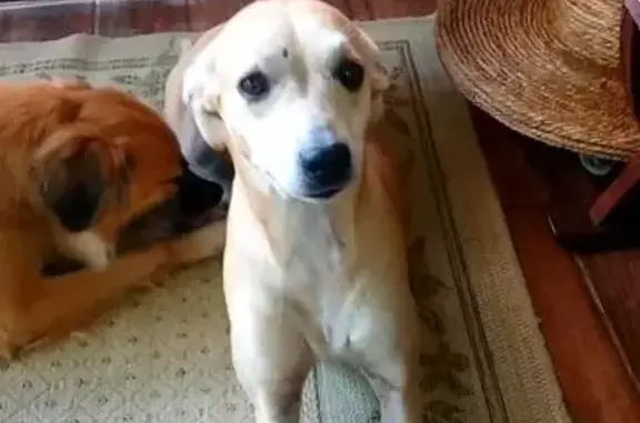 cachorro desaparecida