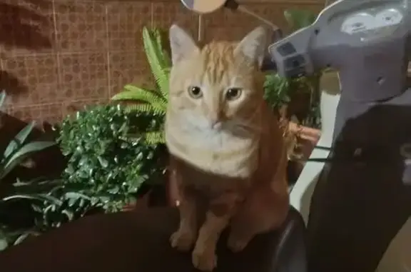 Gato encontrado La Rinconada, foto: Urgente: Adopta a Gato Naranja en Peligro