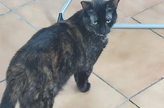 Chat Écaille craintif perdu à Dijon - photo