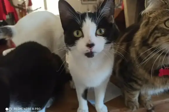 Chatte blanche/noire sans queue perdue - photo