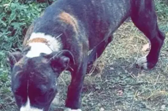 Chien perdu : American Bully marron Imphy - photo