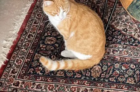 Animaux perdus Chatou, photo: Chat perdu à Chatou, avenue d'Epremesnil