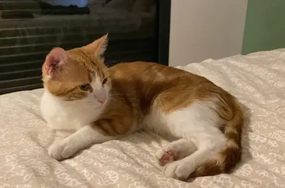 Chat perdu, , photo: Chat roux castré perdu à Beauregard-l'Évêque