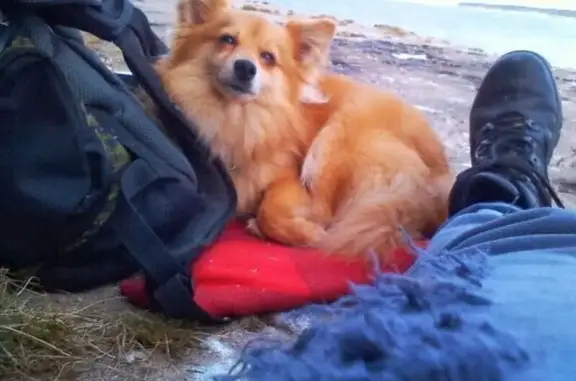 Зникла собака: старий рудий пес у Києві