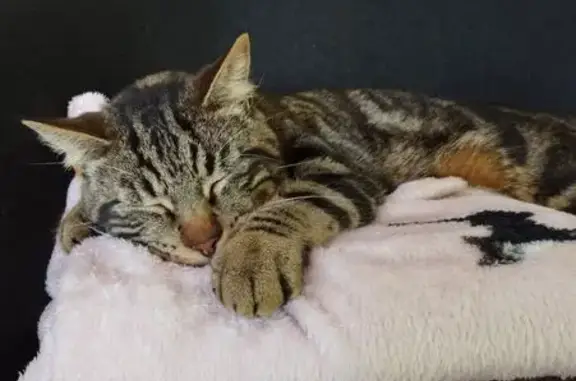 Animaux perdus Esches, photo: Chatte perdue, tigrée marron et gris, Esches
