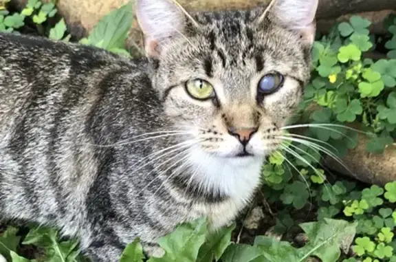 Lost Cat: Solo Missing in Coney Island