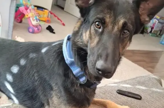 Lost Black German Shepherd - Please Help!