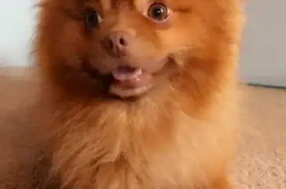 Lost Dog: Brown with White Chin, AZ