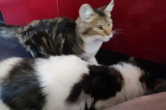 Chatte perdue à Sarry, affectueuse et fine - photo