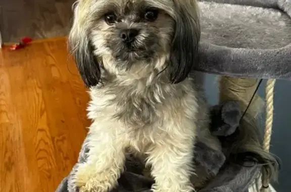 Missing dog Chicago, photo: Lost Dog: Black Ears & Nose, Big Eyes