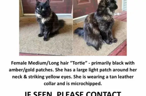 Lost Black Tortie Cat on Shirley Lane