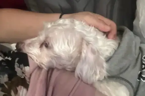 Lost pets San Juan, photo: Perro Perdido: Suéter Gris en San Juan