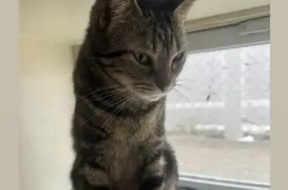 Lost Cat: Small, 5-Year-Old Female in Franklin