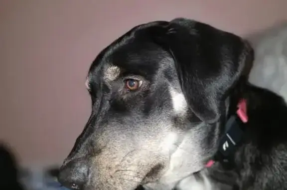 Lost: Black Puppy, White Chest, Clyde Twp