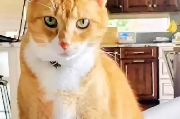 Missing cat Colorado Springs, photo: Lost Orange Tabby: Maya in Colorado Springs