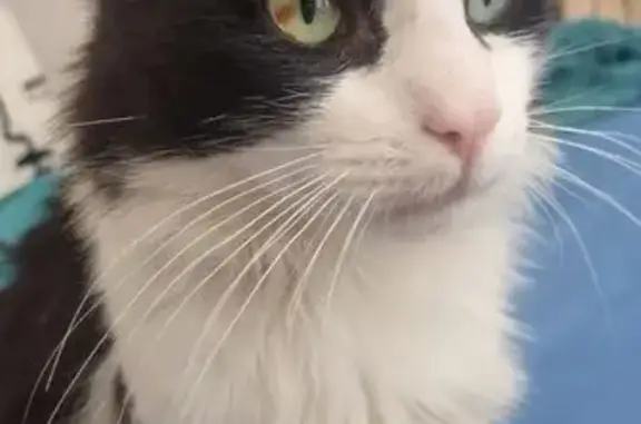 Perdu : Chat Moustique, 2 ans, Toulouse - photo