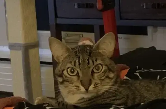 Lost Tabby Cat Near Stearns St, Manchester