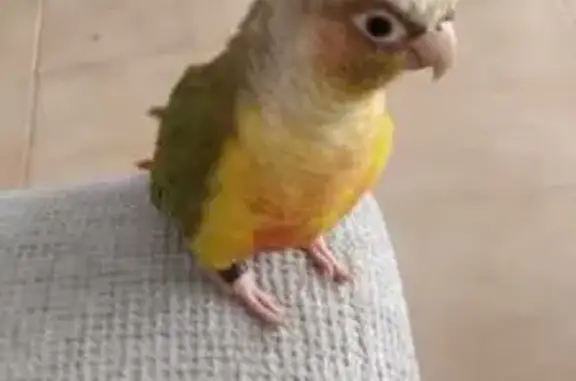 Animales perdidos Roquetas de Mar, foto: ¡Ave Pyrrhura perdida en Roquetas de Mar!