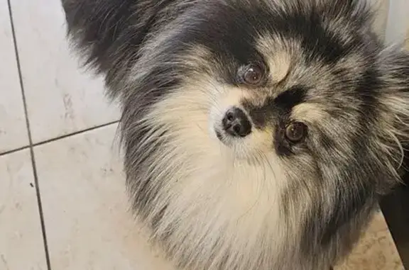 Lost Tricolor Pomeranian in Queens, NY