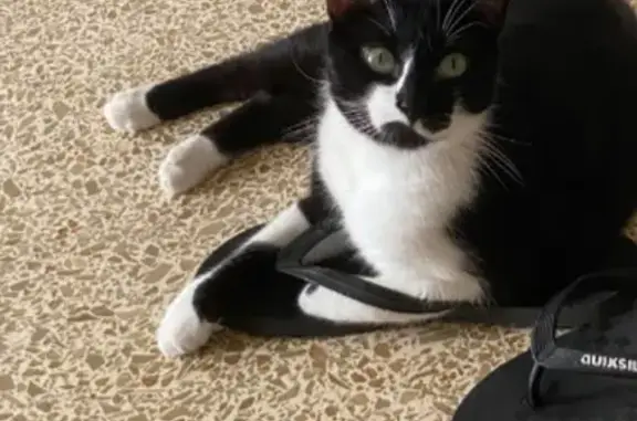 ¡Ayuda! Gato blanco y negro perdido