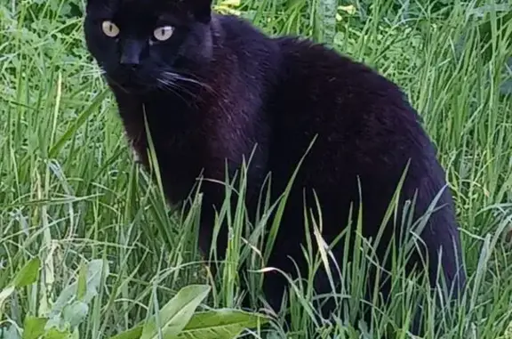 Chat noir Titou perdu à Toulon, fragile - photo