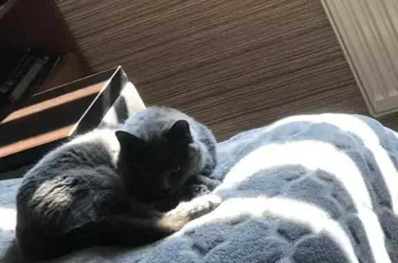 Зникла британська кішка на Зимовій, 35