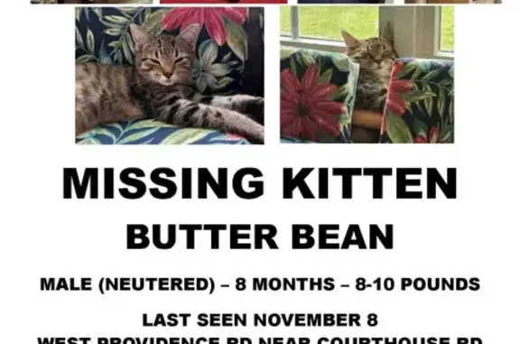 Missing cat Rockwood, photo: Missing: Brown & Black Striped Cat in Rockwood