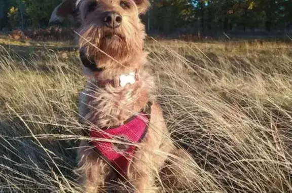 Зникла собака Кікі в лісі біля Феневичів