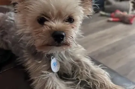 Lost pets West Valley City, photo: Lost Tiny Dog: Brown/White, No Collar